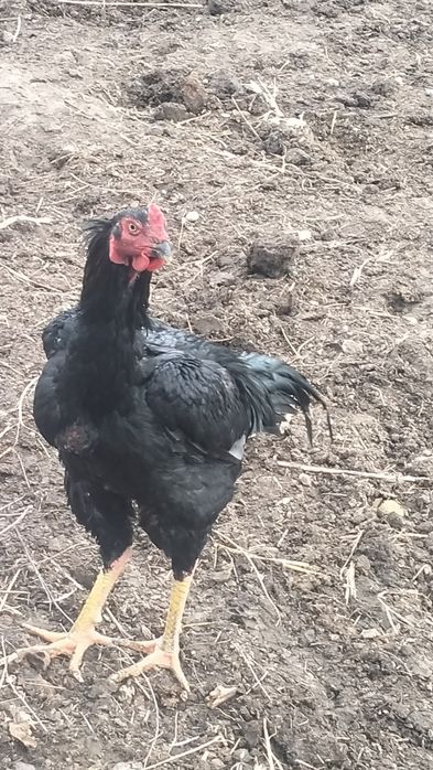 Майский кораз  сатылаады