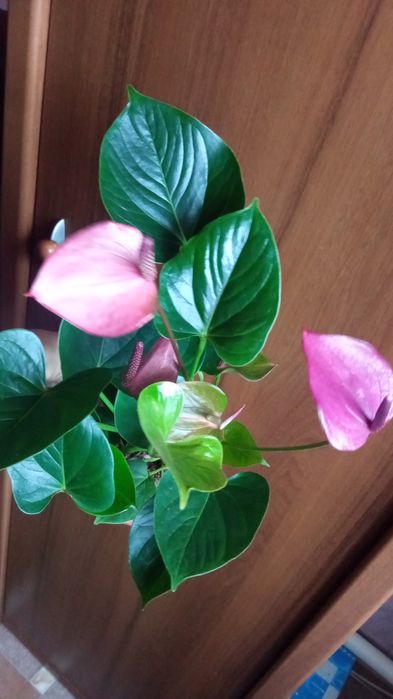 Продам комнатные растения