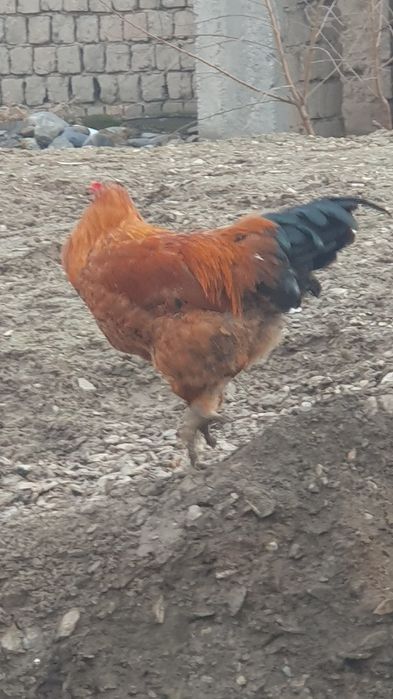 Хурозлар сотилади