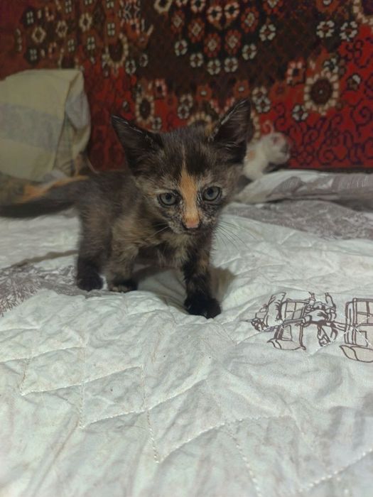 Отдам котят в добрые руки