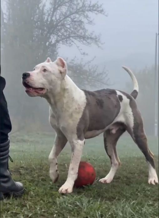 Продам щенка стаф