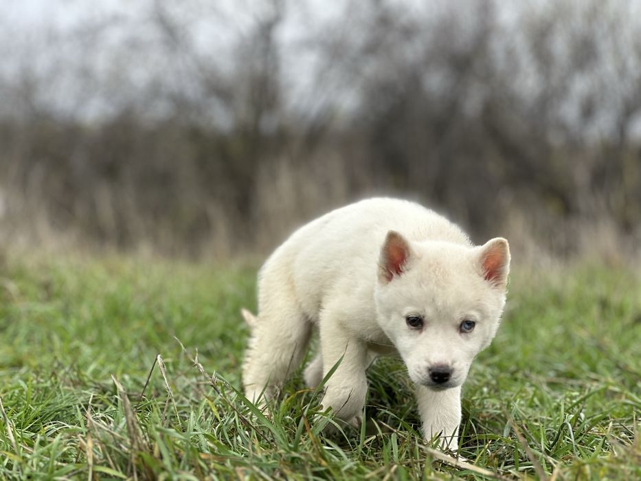 Femeluta husky siberian!