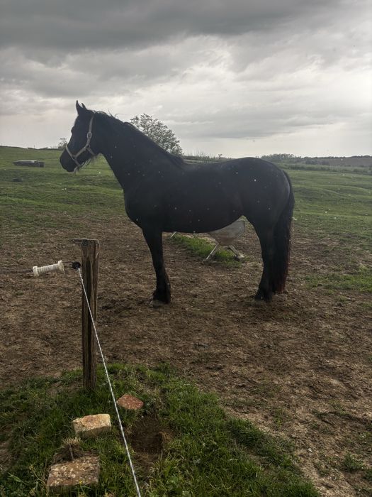 Mânza friesian gestanta