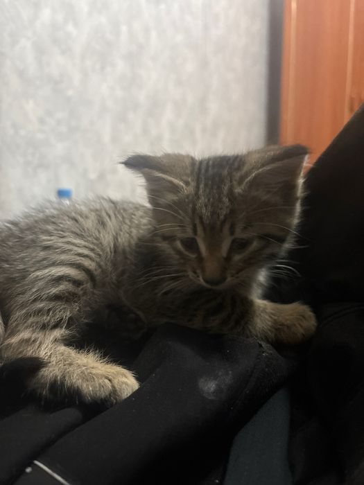 отдаю добрых котят!