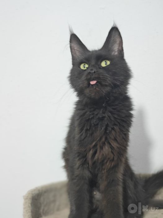 Main coon sotiladi qiz