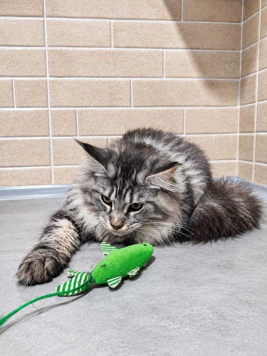 Fifi – Prințesă în argint, Maine Coon | www.lynxrunecode.com