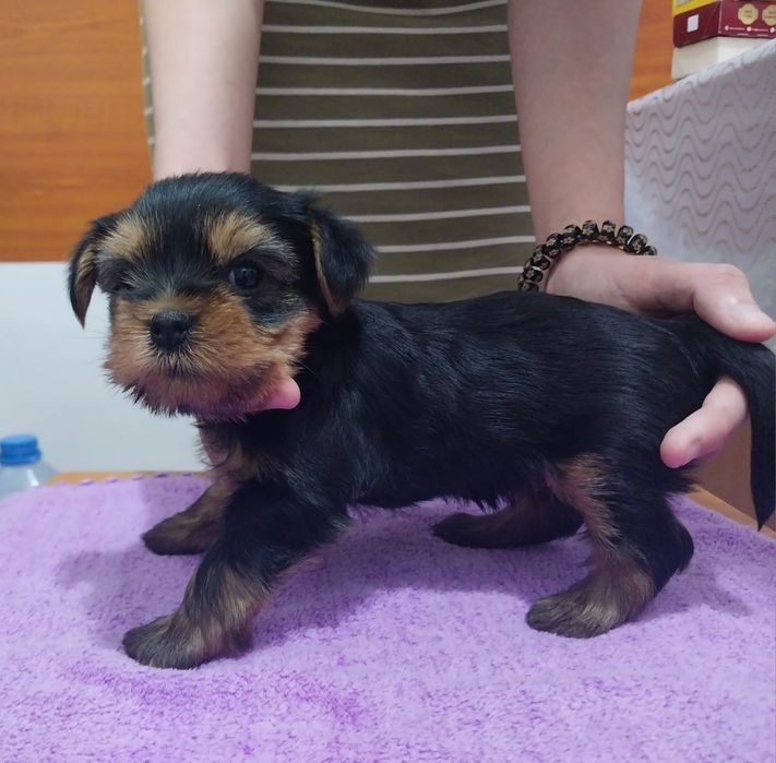 Щенки йоркширский терьер