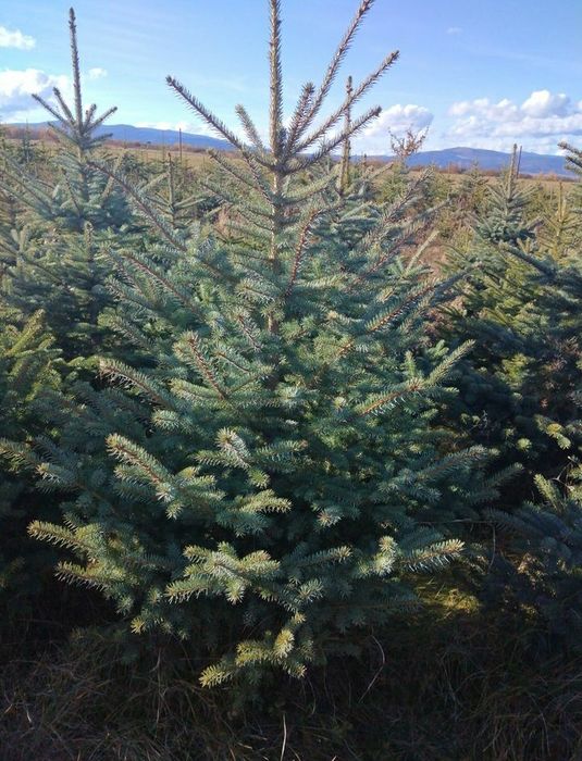 Vand brazi vezi / arginti