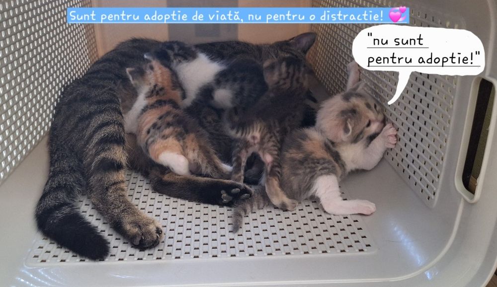 Pisici spre adoptie