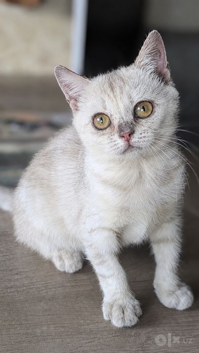 Отдам в добрые руки котят