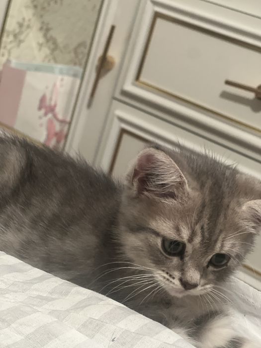 Британская порода