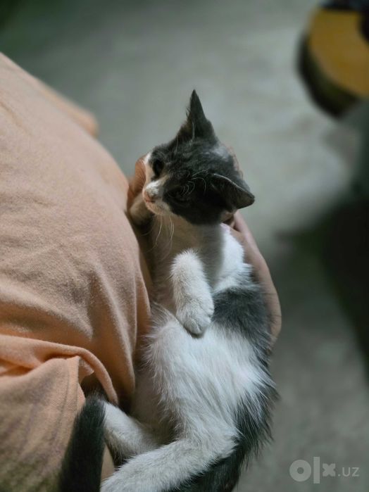 Отдаю даром котят