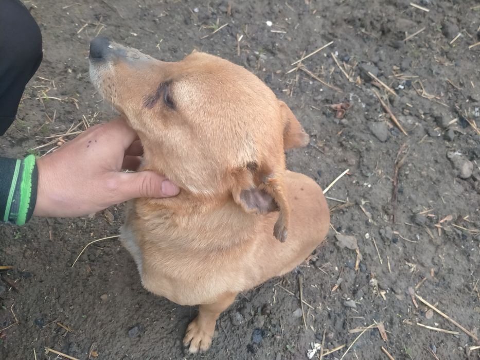 Продам собаку для охраны дома