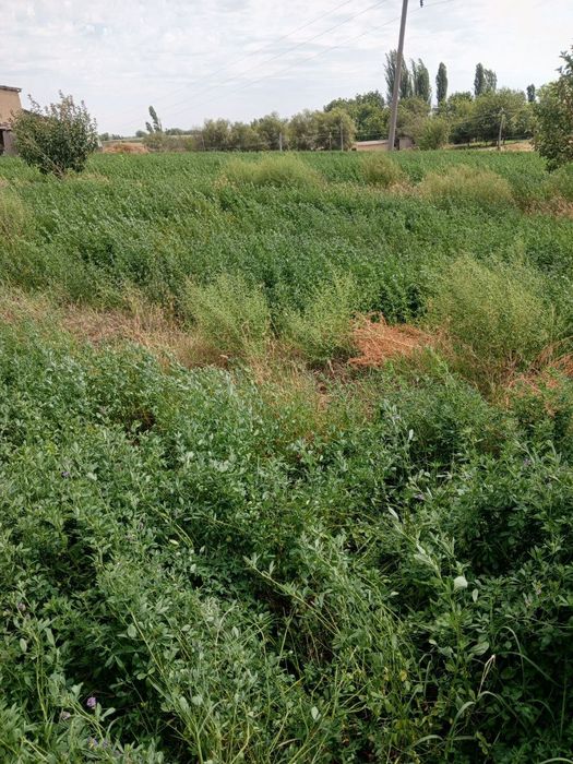 Yer sotiladi 1 sotigi 3500$ 3 sotik bor