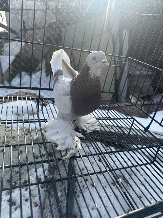 Голуби на продажуу