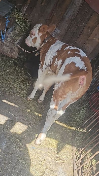 Vând toantă orașul vițea de două luni jumate și de trei luni jumate