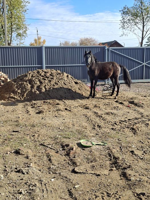 Продам кобылку ручная