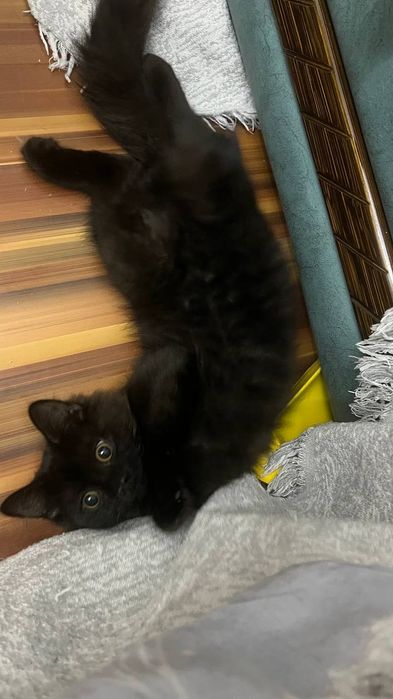Чёрный котик ищет добрые руки!