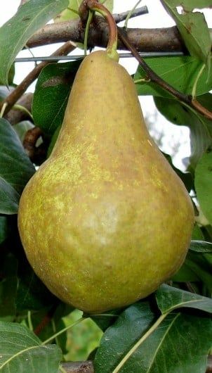 Pomi Fructiferi deosebiti  josephine de malines