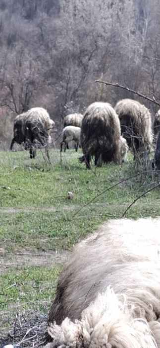 De Vânzare Miei și Oi și Capre