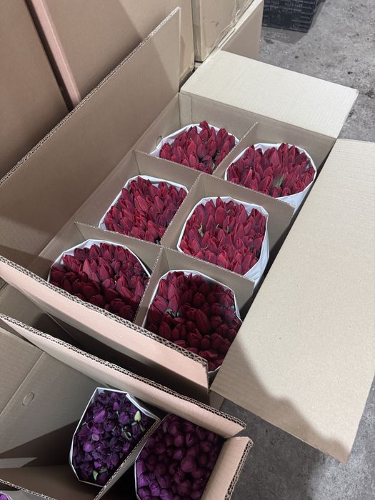 Тюльпаны оптом и в рожницу