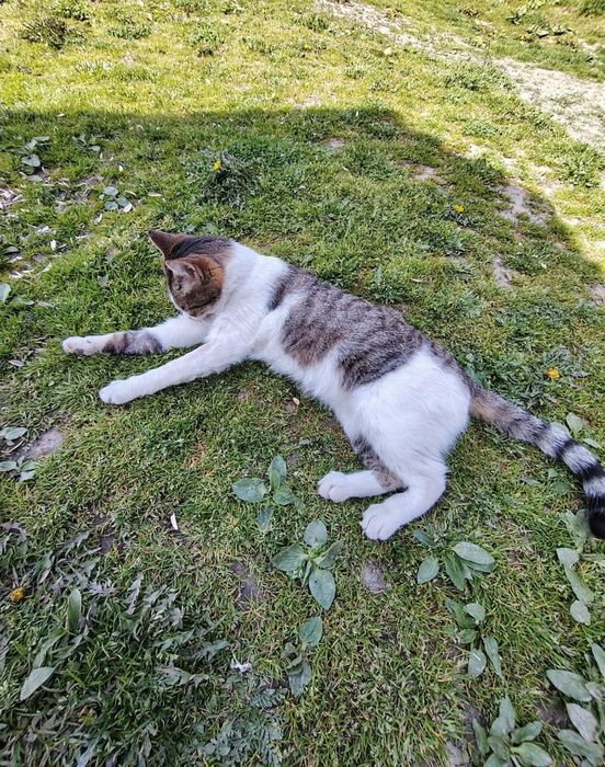 Ofer pisic spre adopție