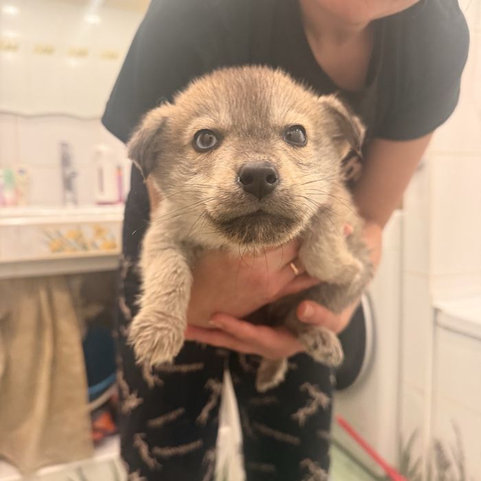 Отдам щенков Лабски