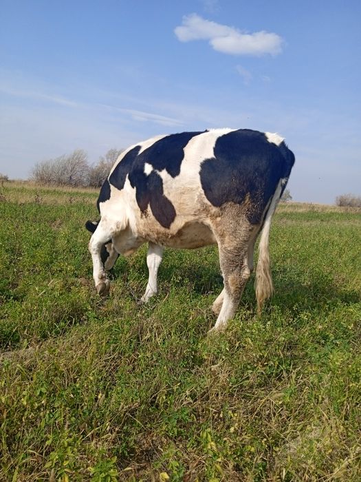 Галштинская порода