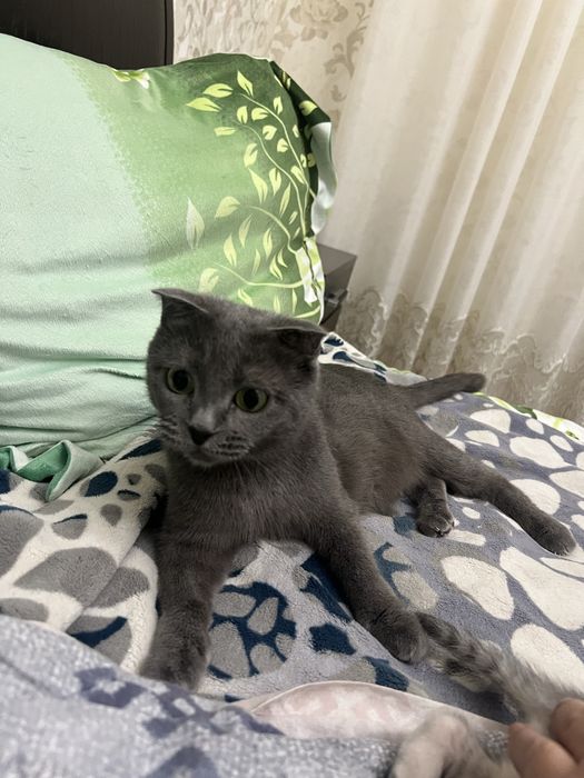 Продаются котята