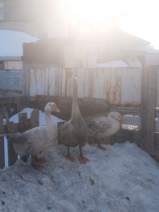 Продам гусеи порода линда