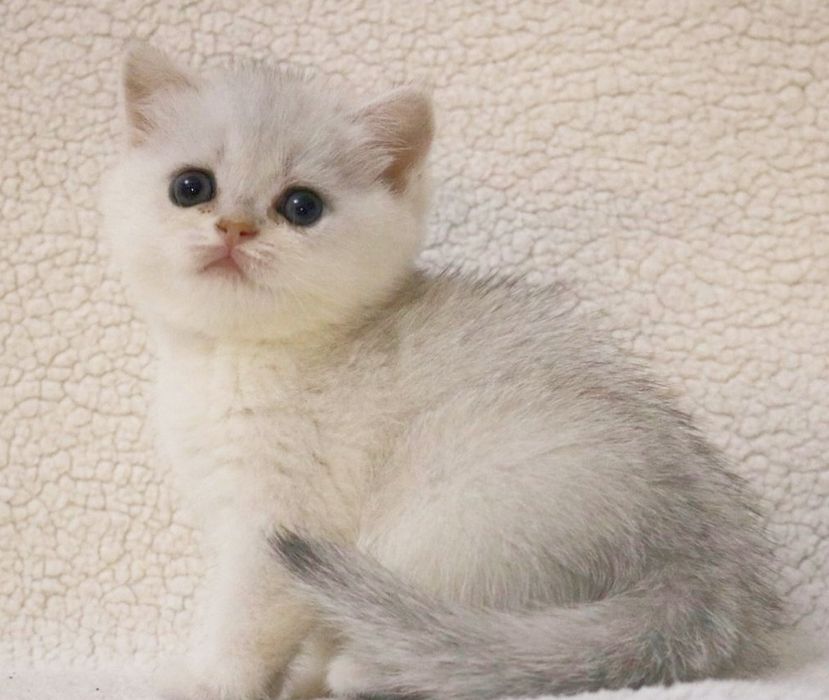 Британский мальчик окрас серебряная шиншилла