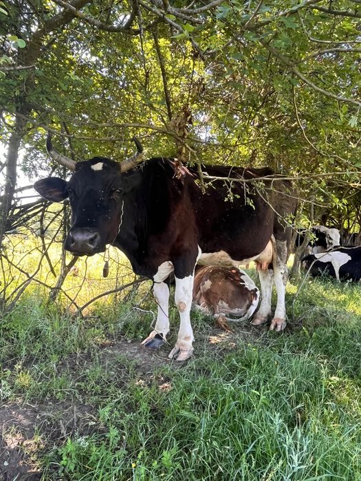 Vaci cu vitei langa ele de vanzare