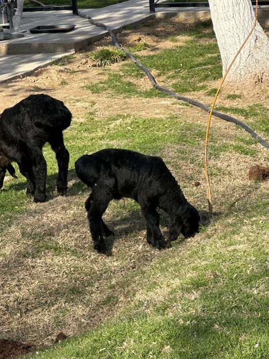 Козылы койлар сатылады