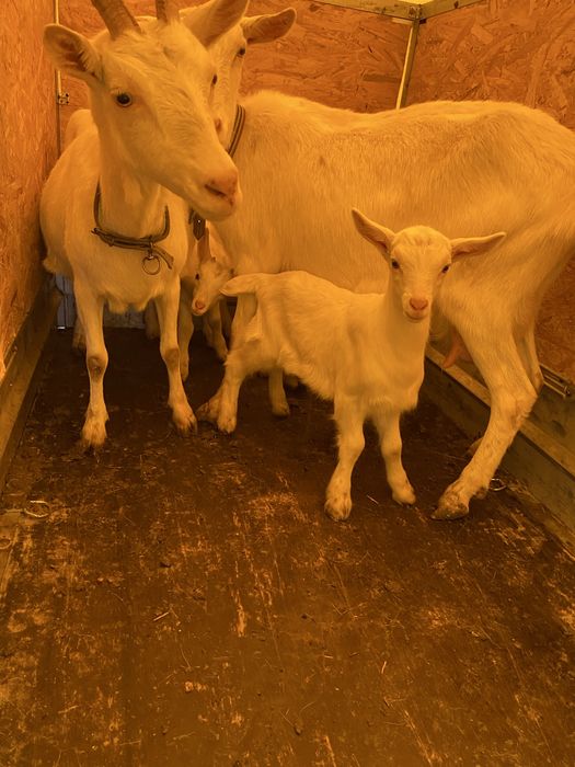 Vand tapisori saanen din mame bune de lapte