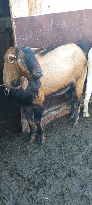 Vând țapi alpin francez și sannen