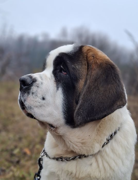 Femela de Saint Bernard cu Pedigree
