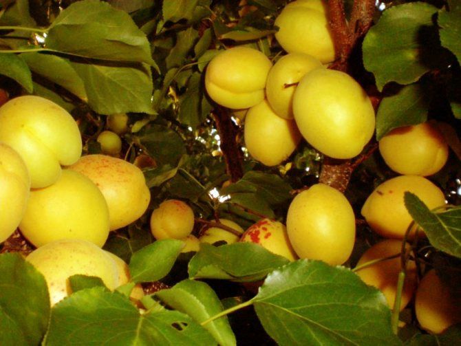Cais (Soiul Ananas )