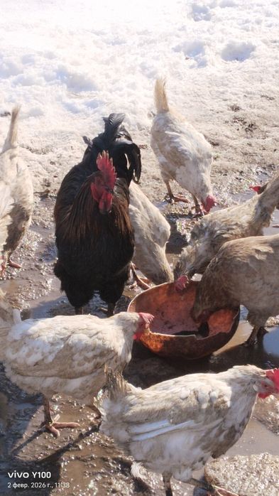 Продам Домашние куры