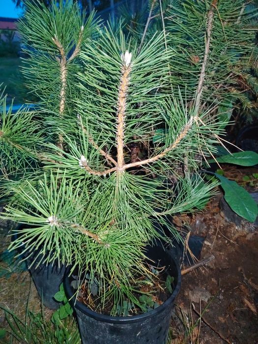 Pin strob,silvestru,negru în ghiveci.
