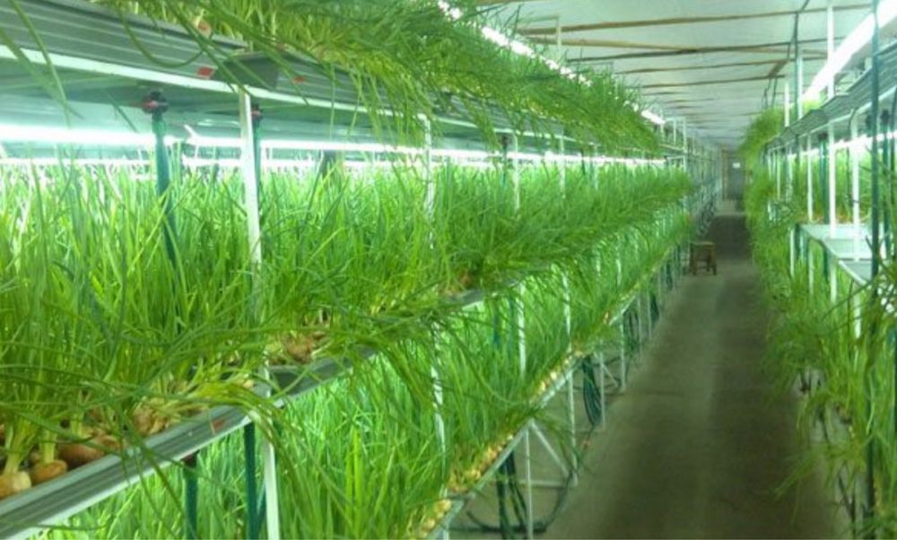 Зеленый лук на продажу