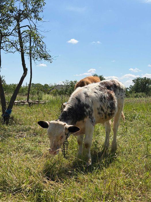 Animale domestice  vaci și vitel