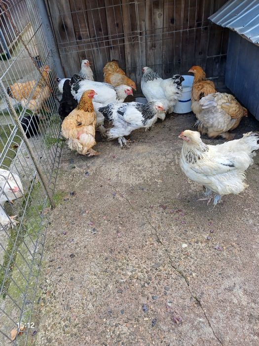 Găinii și Cucosii Braham HD