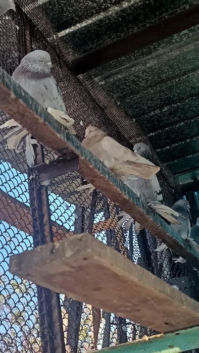 Продам голубей продам