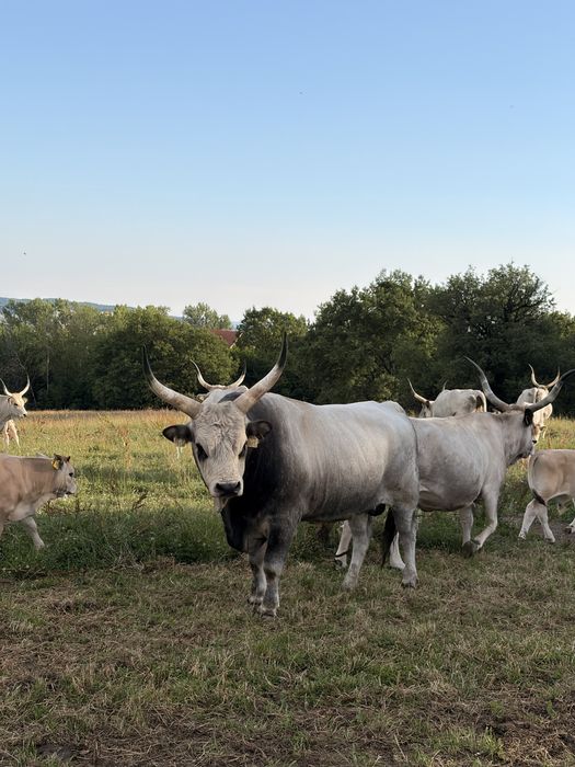Taur sură de stepe