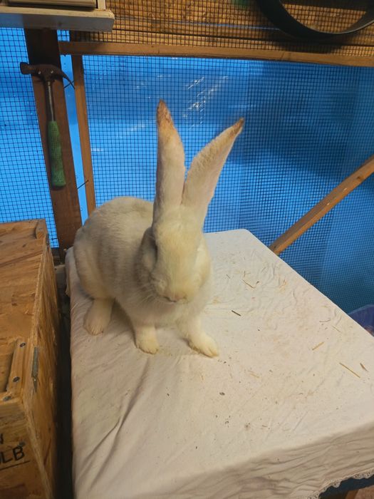 Uriaș german Alb. Uriaș German gri fier. Cocoș Australop.