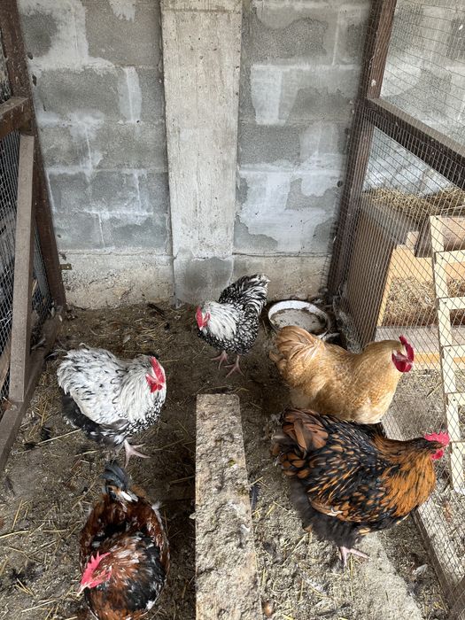 Свободни петли Орпинктон