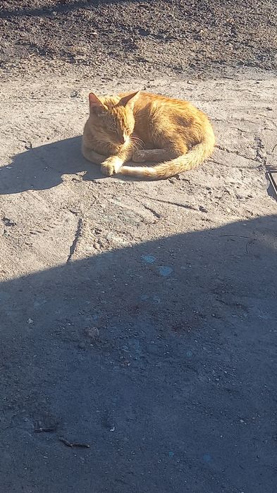 Отдам   котенка.