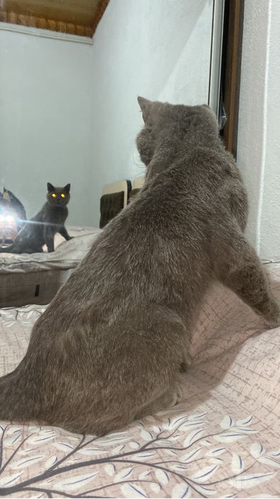 british shorthair