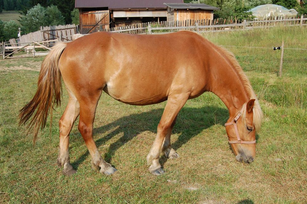 Mânz tânăr și energic