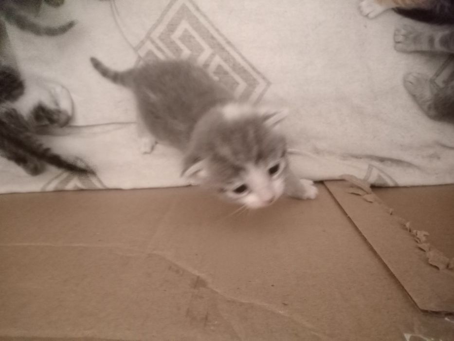 Котятки маленькие